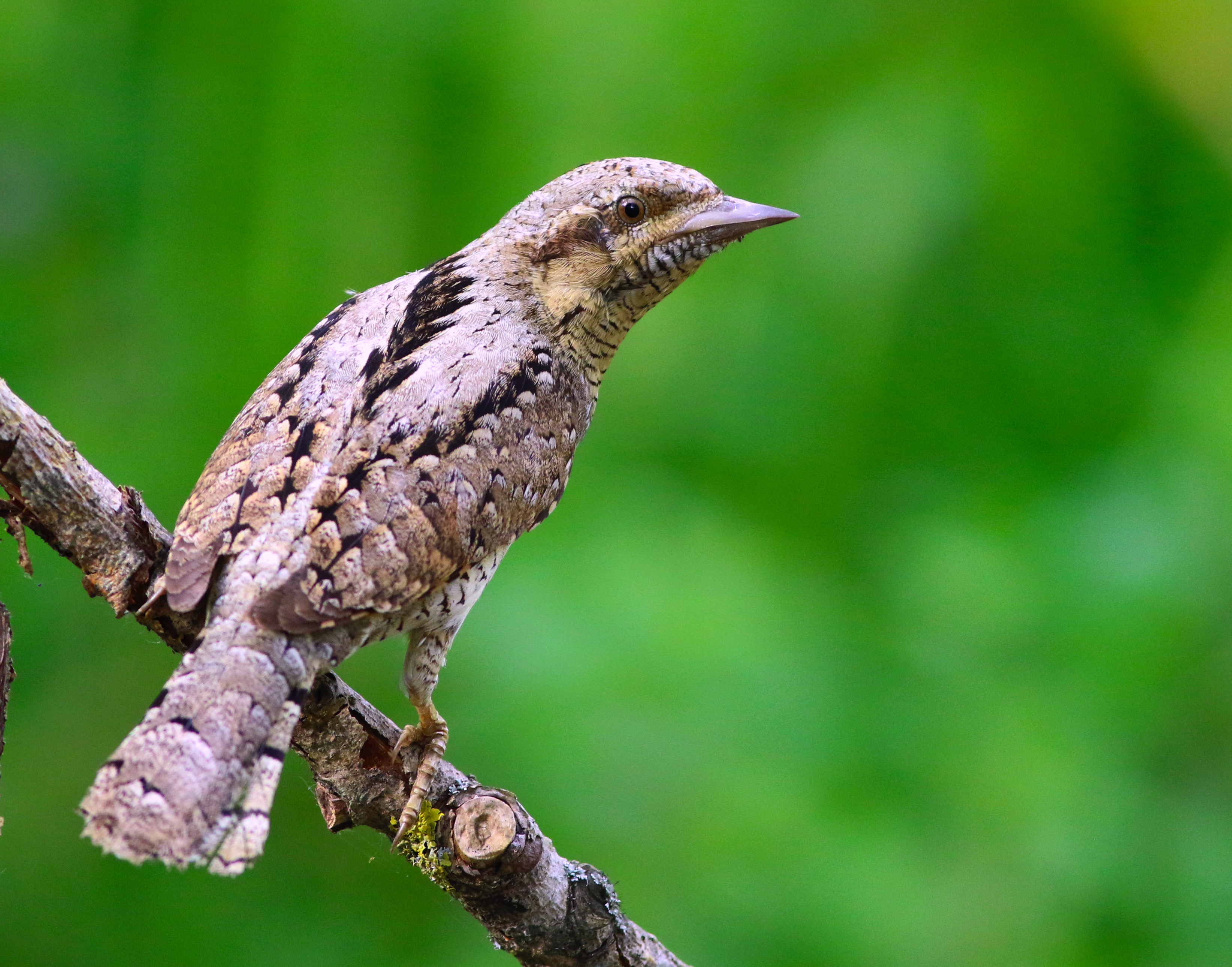 Eurasian Wryneck